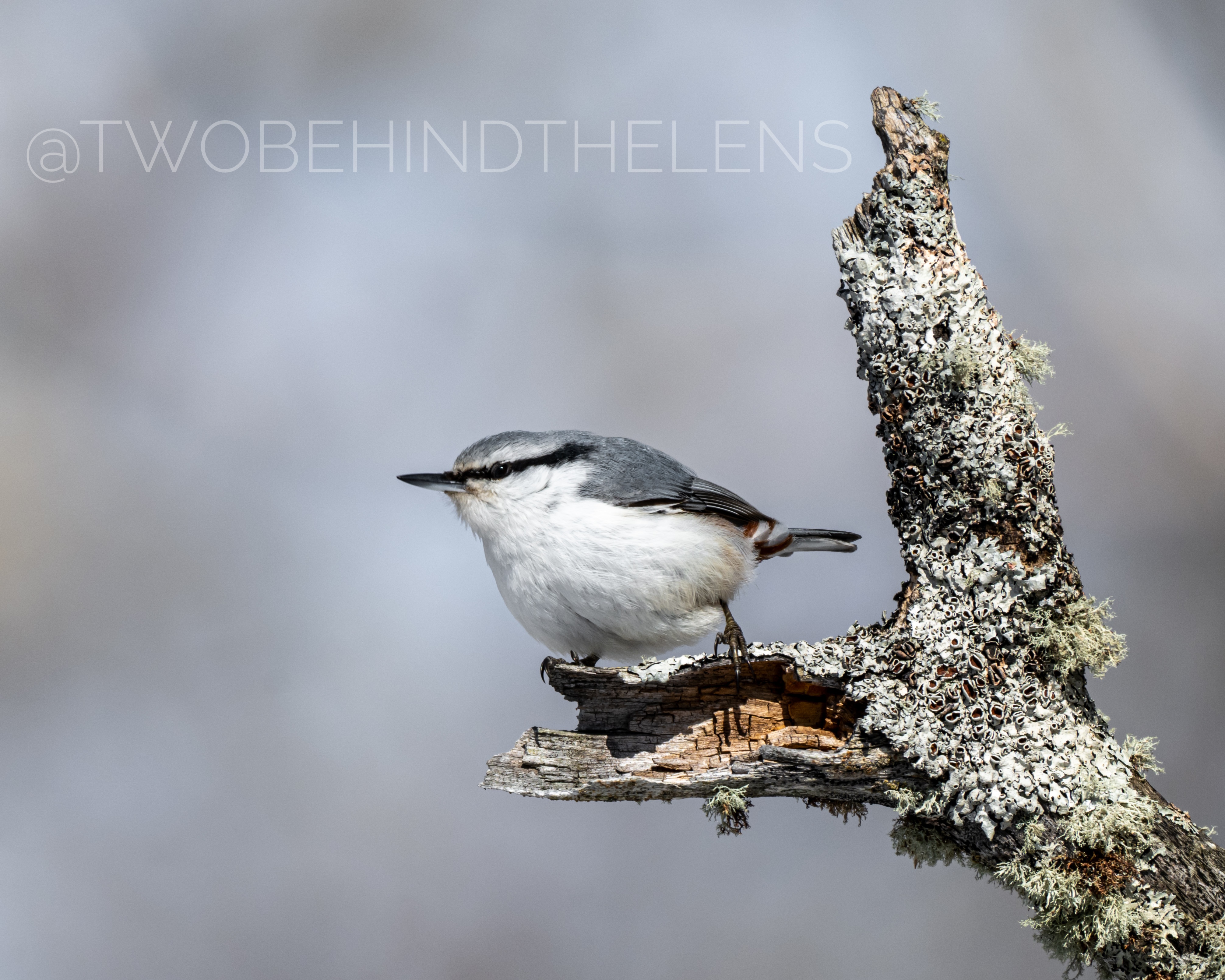 Wildlife Print 10